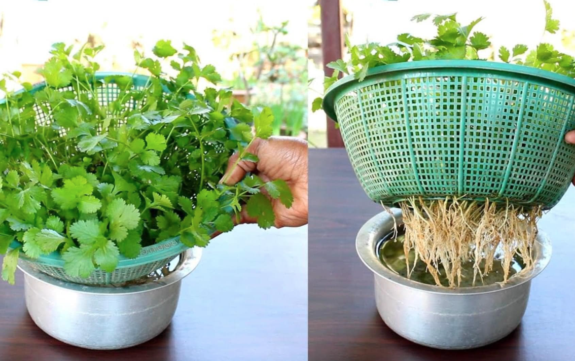 Cultivando coentro em casa