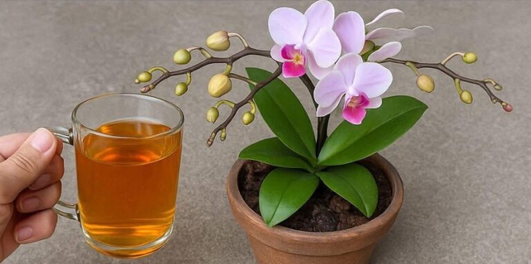 Tônico para Orquídea